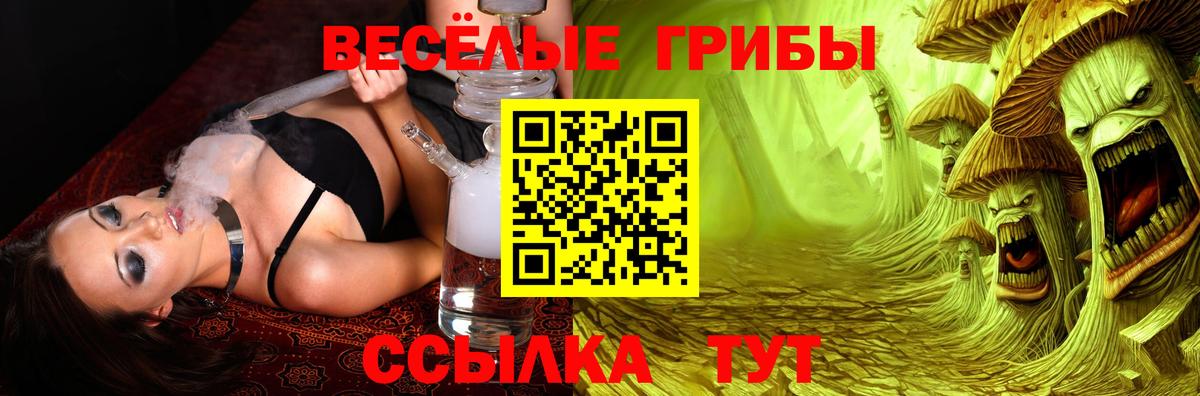 Галлюциногенные грибы Psilocybe Череповец